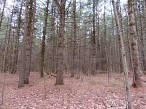 5.02 ACRES WATSON, LEWIS COUNTY, NY
<br>SOLD!<br>5.02 Acres<br>WATSON, NY<br>$29,900.00<br> 5.02 ACRES WATSON, LEWIS COUNTY, NY
<br>SOLD!<br>5.02 Acres<br>WATSON, NY<br>$29,900.00<br>