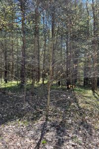 3 ACRES WATSON, LEWIS COUNTY, NY
WALK TO THE BEAUTIFUL INDEPENDENCE RIVER<br>SOLD!<br>3.00 Acres<br>WATSON, NY<br>$29,900.00<br> 3 ACRES WATSON, LEWIS COUNTY, NY
WALK TO THE BEAUTIFUL INDEPENDENCE RIVER<br>SOLD!<br>3.00 Acres<br>WATSON, NY<br>$29,900.00<br>