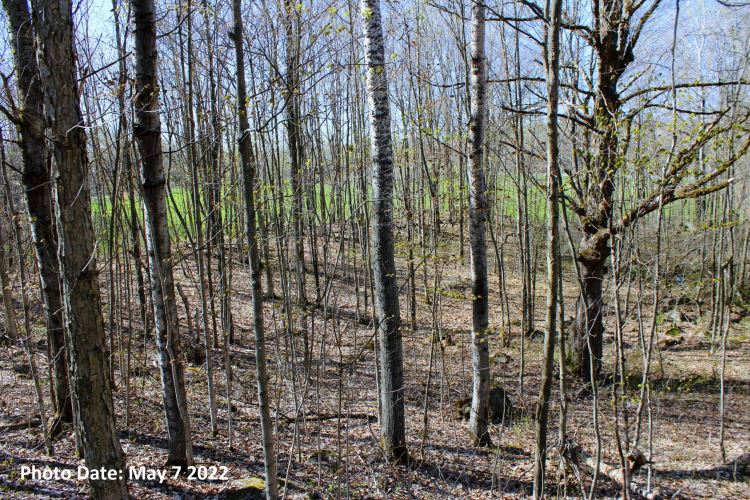 30 ACRES HERMON, ST. LAWRENCE COUNTY, NY SOLD! 30.00 Acres Hermon, NY