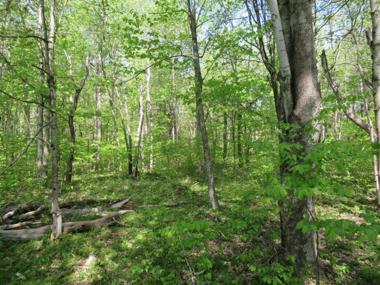 BREATHTAKING ADIRONDACK RIVER FRONTAGE14.10 ACRES EDWARDS, ST LAWRENCE