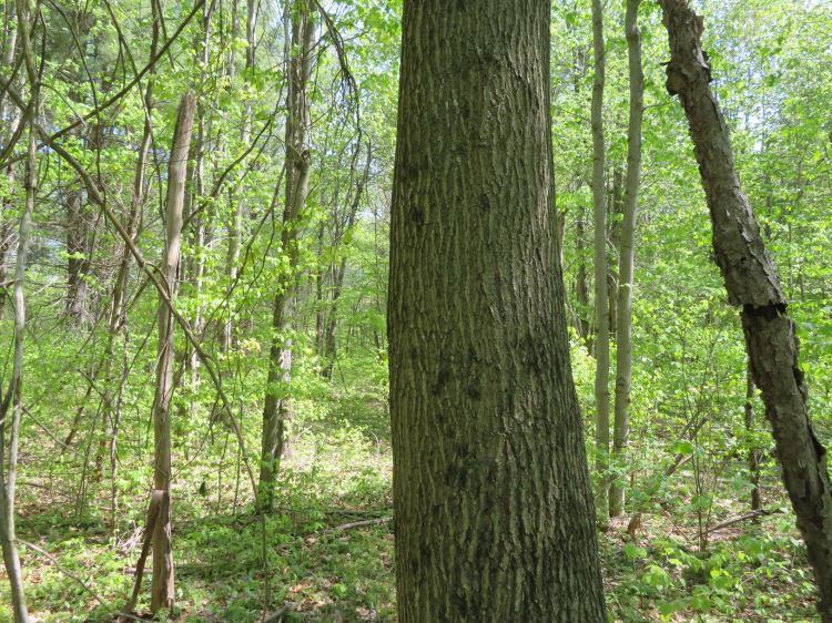 BREATHTAKING ADIRONDACK RIVER FRONTAGE14.10 ACRES EDWARDS, ST LAWRENCE