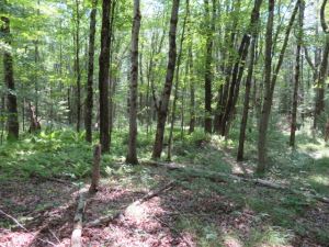 ONLY 20 MINUTES TO THE WORLD CLASS SALMON RIVER AND LAKE ONTARIO
23.57 ACRES PARISH, OSWEGO COUNTY, NY<br>SOLD!<br>23.57 Acres<br>Parish, NY<br>$39,900.00<br>